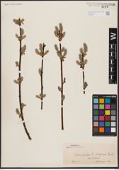 Foto von Salix aurita L.